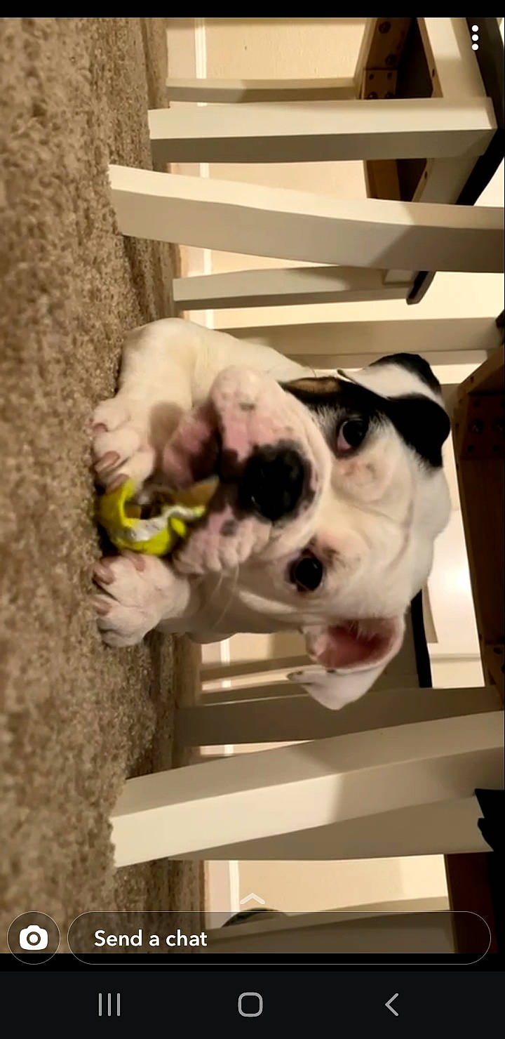 Avery is registered to the contest to win money with this photo: canidae, carnivore, collar, comfort, companion_dog, dog, dog_breed, dog_collar, ear, fawn, flooring, fur, mammal, pet_supply, selfie, snout, sporting_group, vertebrate, wood, working_animal