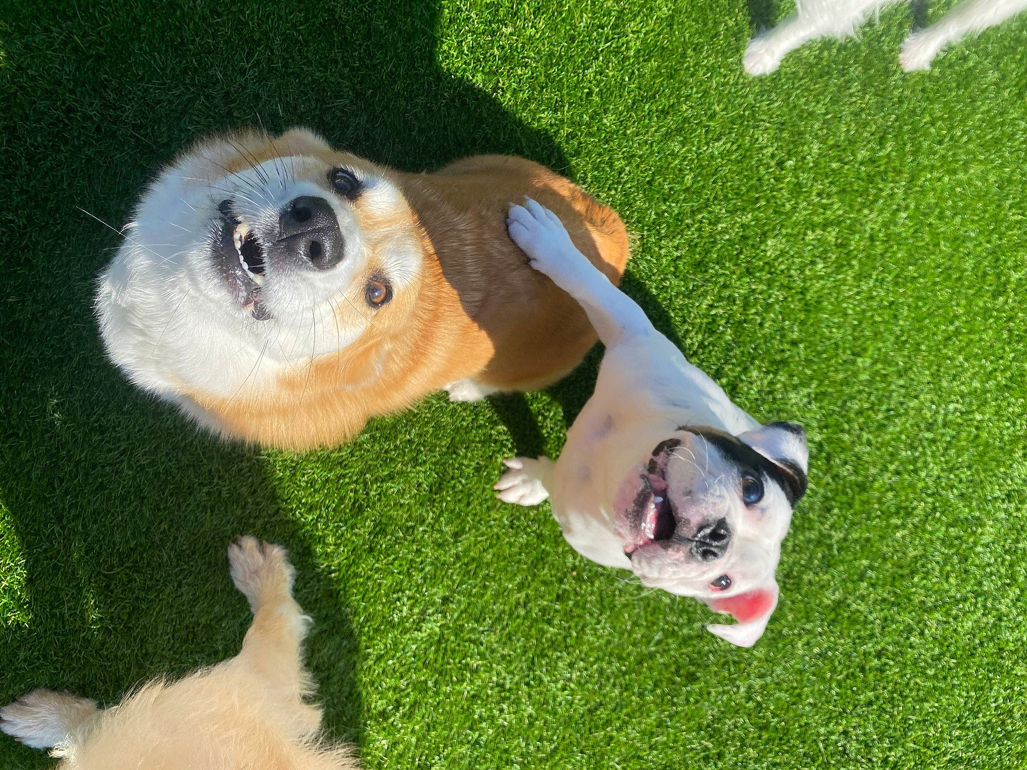 Avery is registered to the contest to win money with this photo: canidae, carnivore, companion_dog, dog, dog_breed, dog_collar, fawn, fur, grass, lawn, non_sporting_group, paw, plant, puppy, snout, sporting_group, sunglasses, tail, working_animal, working_dog