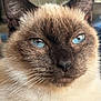 cat, siamese_cat, blue_eyes, close_up, fur, whiskers, pet, animal, face, ears, muzzle, indoor, portrait, feline, cute, domestic_cat, looking, expression, soft_fur