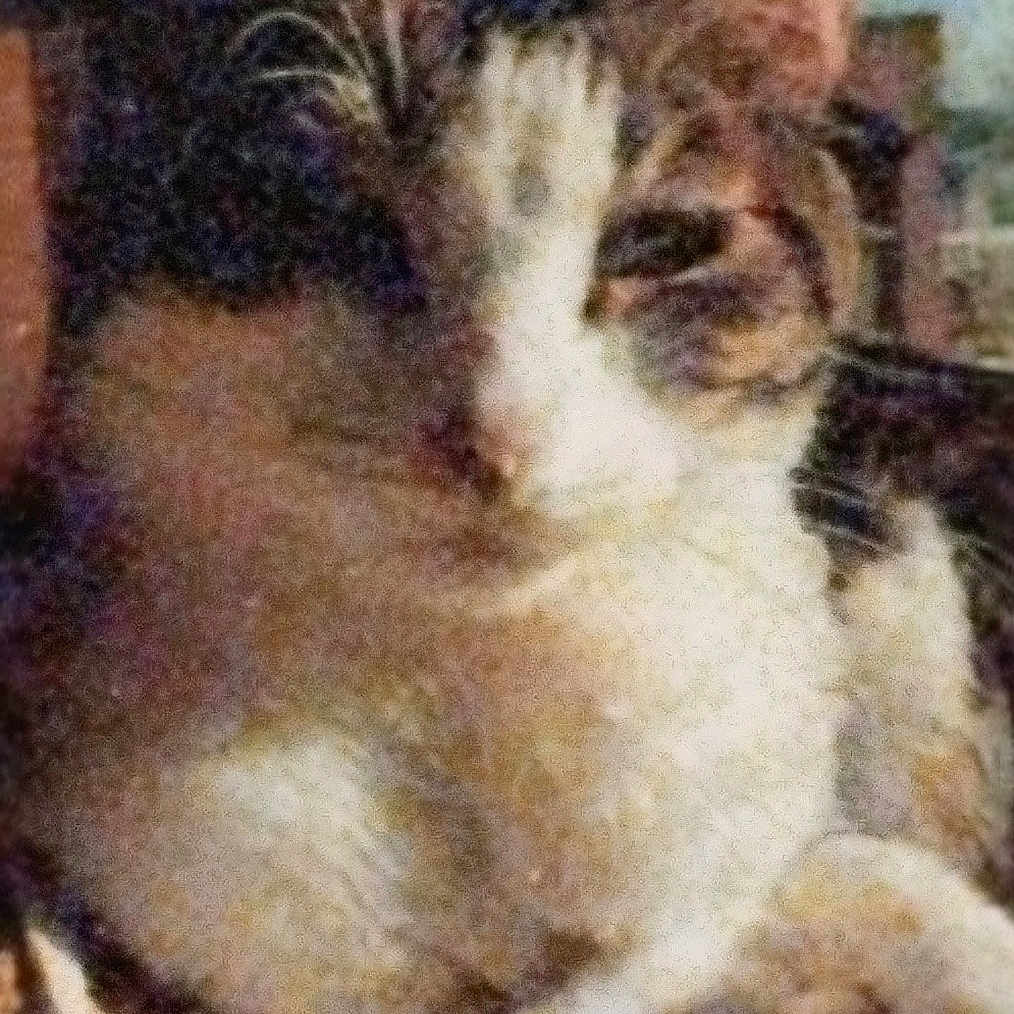 Laura Casanova is registered to the contest to win money with this photo: cat, kitten, feline, animal, pet, portrait, sleepy, sitting, lying_down, tabby, white_fur, brown_fur, black_fur, facial_markings, pointed_ears, whiskers, blanket, cozy, indoors, close_up