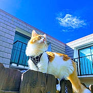 Lucky joined the competition — help win amazing prizes! animal, architecture, balcony, blue_sky, building, cat, clouds, curious, daylight, domestic_cat, fluffy_cat, harness, orange_and_white_cat, outdoor, pet, sunny_day, tail, whiskers, window, wooden_fence