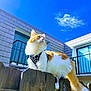 animal, architecture, balcony, blue_sky, building, cat, clouds, curious, daylight, domestic_cat, fluffy_cat, harness, orange_and_white_cat, outdoor, pet, sunny_day, tail, whiskers, window, wooden_fence