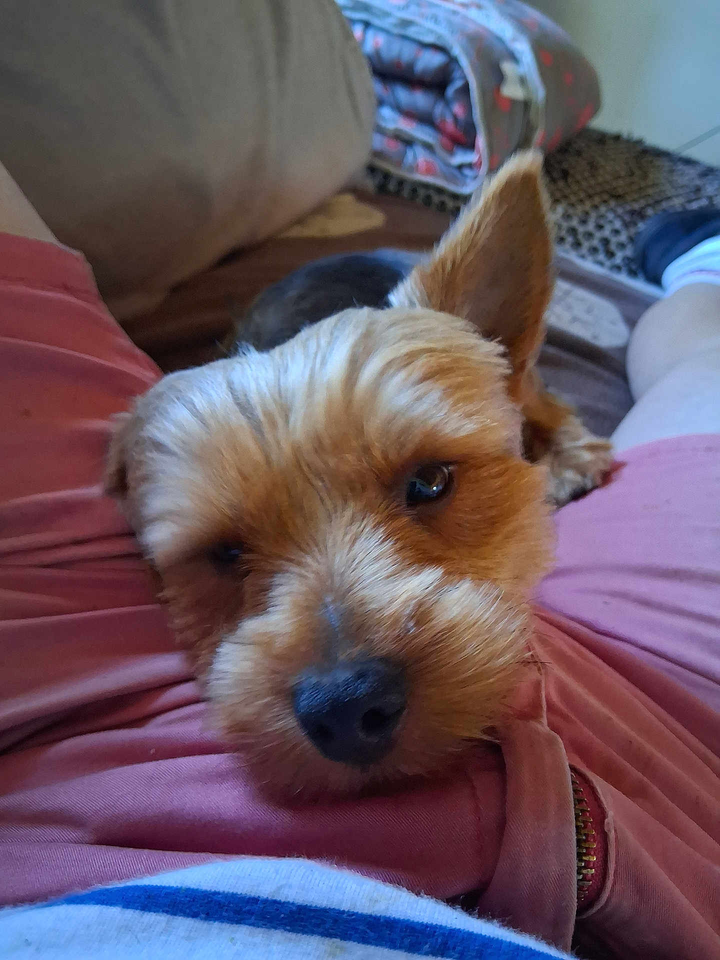 Bounty a rejoint le concours — aidez-le/la à gagner de superbes lots ! dog, pet, close_up, resting, lap, fur, cute, cozy, indoor, couch, blanket, relaxing, small_dog, animal, companion, home, comfort, brown_fur, ears, snout