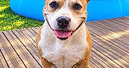 Naya participe au concours pour gagner de l'argent avec cette photo : dog, pet, canine, sitting, smiling, happy, outdoors, backyard, swimming_pool, deck, wooden_deck, garden, grass, fence, sunlight, portrait, short_hair, brown_and_white, tongue, close_up
