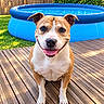 dog, pet, canine, sitting, smiling, happy, outdoors, backyard, swimming_pool, deck, wooden_deck, garden, grass, fence, sunlight, portrait, short_hair, brown_and_white, tongue, close_up