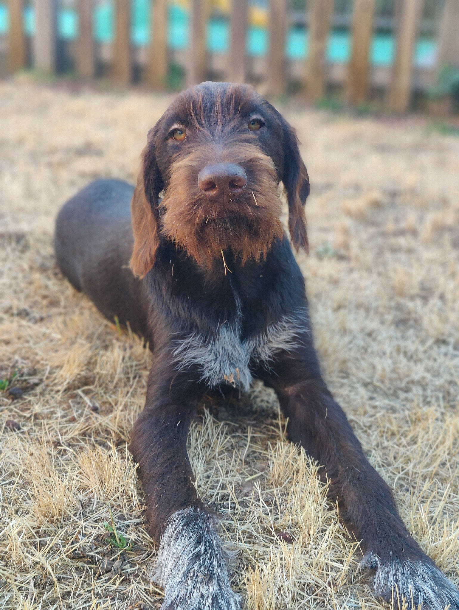 Simbad participe au concours pour gagner de l'argent avec cette photo : canidae, carnivore, cesky_fousek, companion_dog, dog, dog_breed, fence, fur, grass, gun_dog, hunting_dog, liver, snout, soil, sporting_group, stichelhaar, terrestrial_animal, working_dog