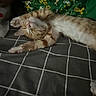animal, bed, bedding, blanket, cat, closed_eyes, cozy, cute, fur, indoor, kitten, orange_tabby, paws, pet, relaxed, resting, sleeping, stretching, striped, whiskers