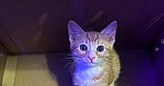 Nugget is registered to the contest to win money with this photo: kitten, cat, orange_tabby, cardboard_box, blue_eyes, curious, indoor, sitting, pet, small, feline, cute, animal, young, whiskers, looking_up, purple_light, yellow_light, shelf, tarot_cards