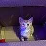 animal, blue_eyes, cardboard_box, cat, curious, cute, feline, indoor, kitten, looking_up, orange_tabby, pet, purple_light, shelf, sitting, small, tarot_cards, whiskers, yellow_light, young