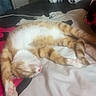 Nugget joined the competition — help win amazing prizes! cat, ginger_cat, sleeping, bed, blanket, indoor, pet, feline, relaxed, stretched_out, paw, fur, cozy, domestic_animal, resting, whiskers, pink_nose, striped, cute, animal