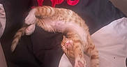 Nugget is registered to the contest to win money with this photo: bed, blanket, cat, cozy, cute, domestic_animal, feline, fur, indoor, kitten, mammal, orange_tabby, paw, pet, pillow, relaxed, resting, sleeping, stretching, whiskers