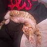 Nugget is registered to the contest to win money with this photo: kitten, cat, sleeping, stretching, orange_tabby, bed, blanket, pillow, indoor, fur, paw, cute, pet, domestic_animal, mammal, resting, cozy, relaxed, whiskers, feline