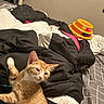 cat, orange_tabby, bed, blanket, black_blanket, white_blanket, toy, cat_toy, indoor, furniture, striped_cat, pet, relaxed, sleepy, cozy, domestic_animal, fur, ear, whiskers, head