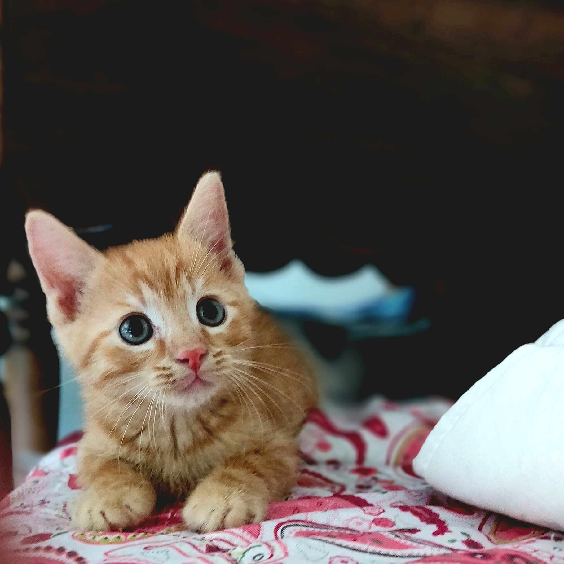 Kyo a rejoint le concours — aidez-le/la à gagner de superbes lots ! abyssinian, angora, animal, blanket, cat, cushion, homedecor, kitten, manx, medication, pet, pill, siamese