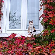 Chanel a rejoint le concours — aidez-le/la à gagner de superbes lots ! animal, autumn_leaves, building, calico_cat, calm, cat, fall, fauna, foliage, green_leaves, ivy, nature, outdoor, pet, plant, red_leaves, residence, sitting, window, windowsill