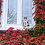 animal, autumn_leaves, building, calico_cat, calm, cat, fall, fauna, foliage, green_leaves, ivy, nature, outdoor, pet, plant, red_leaves, residence, sitting, window, windowsill