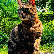 Sky participe au concours pour gagner de l'argent avec cette photo : cat, tabby_cat, outdoor, nature, greenery, sunlight, animal, pet, feline, whiskers, forest, curious, alert, ground, paw, mammal, flora, daylight, wildlife, sitting