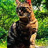 cat, tabby_cat, outdoor, nature, greenery, sunlight, animal, pet, feline, whiskers, forest, curious, alert, ground, paw, mammal, flora, daylight, wildlife, sitting