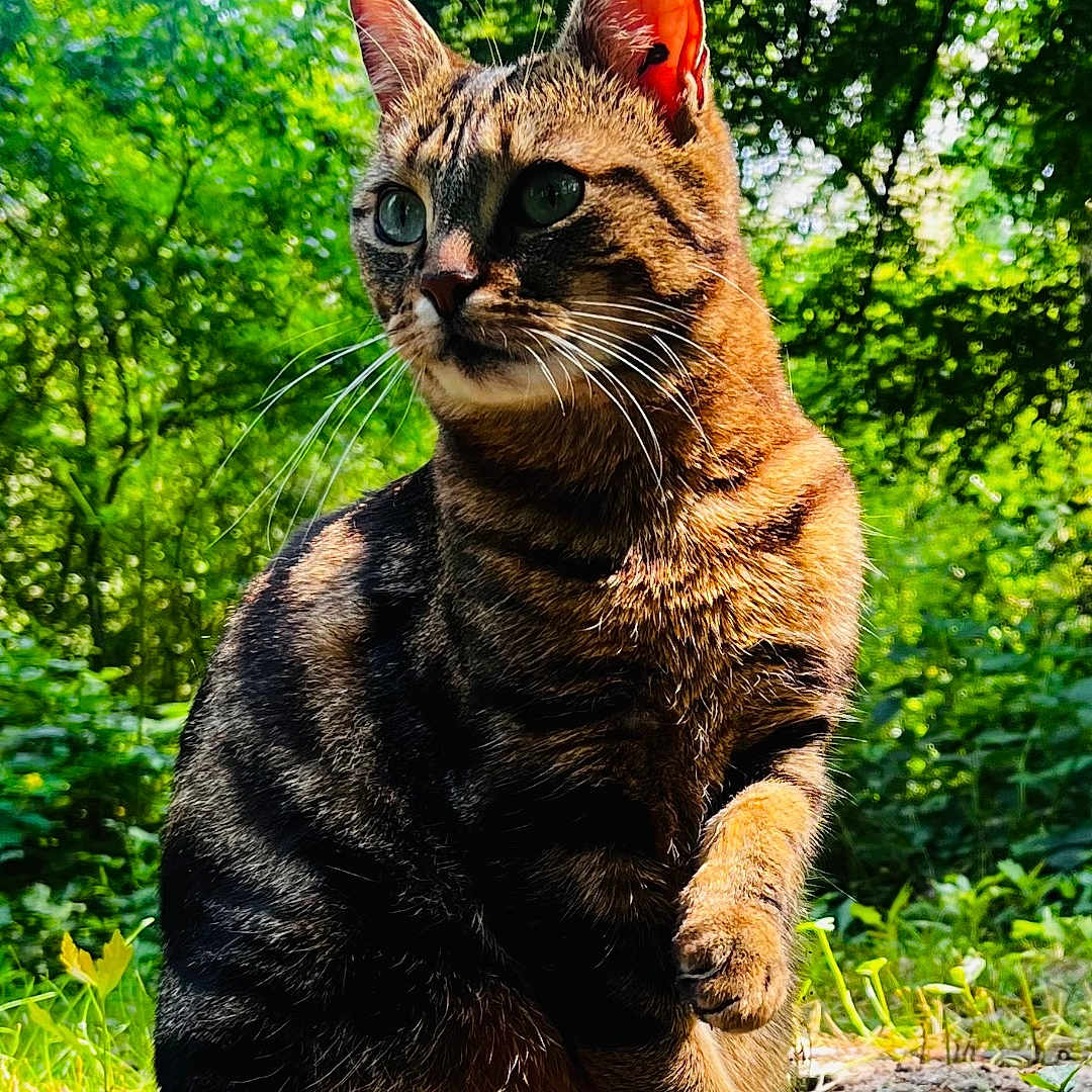 Sky participe au concours pour gagner de l'argent avec cette photo : cat, tabby_cat, outdoor, nature, greenery, sunlight, animal, pet, feline, whiskers, forest, curious, alert, ground, paw, mammal, flora, daylight, wildlife, sitting