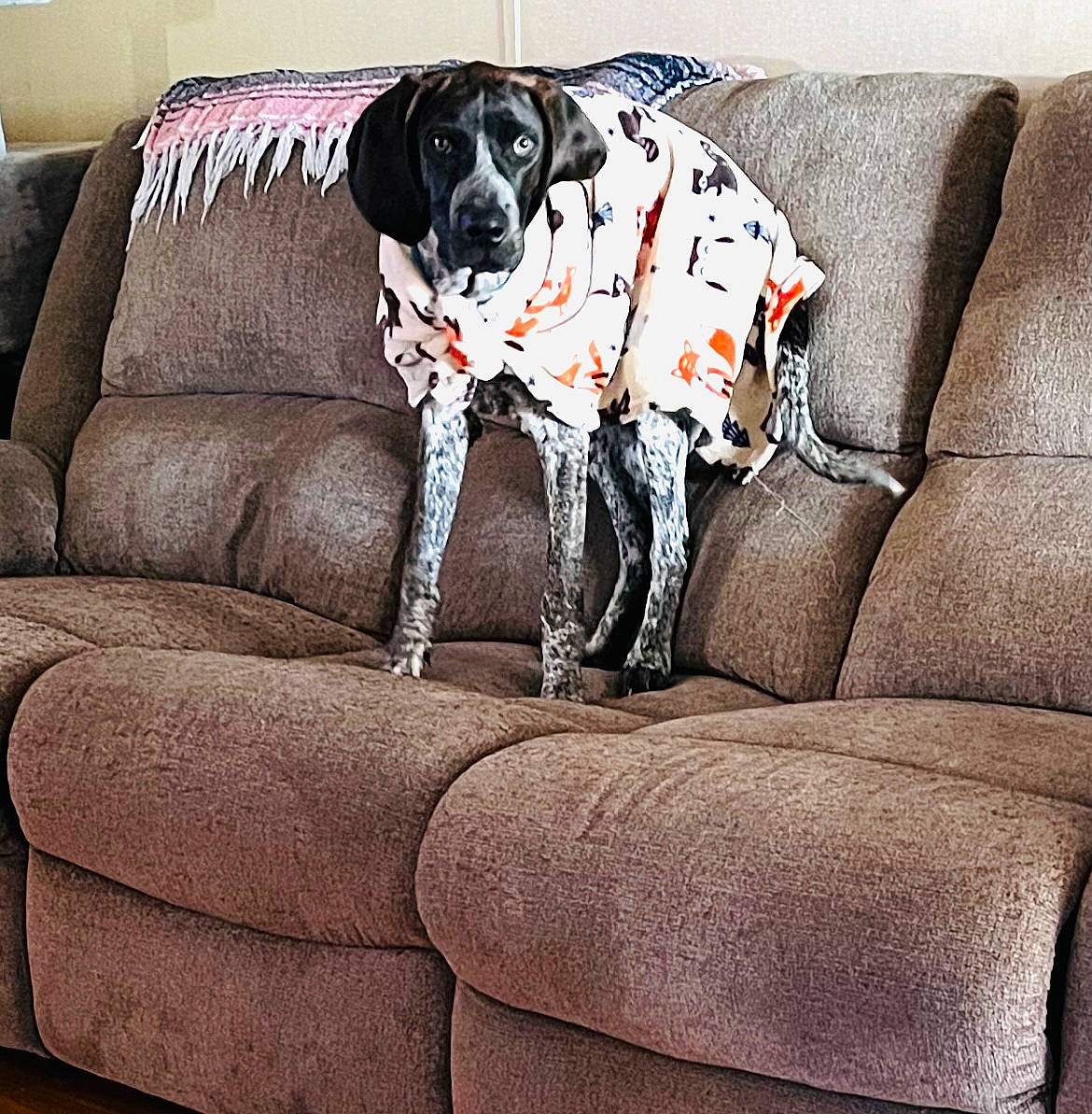 Khole joined the competition — help win amazing prizes! art, carmine, carnivore, comfort, companion_dog, couch, dog, dog_breed, dog_supply, flooring, furniture, grey, living_room, pattern, rectangle, room, sofa_bed, studio_couch, throw_pillow, working_animal