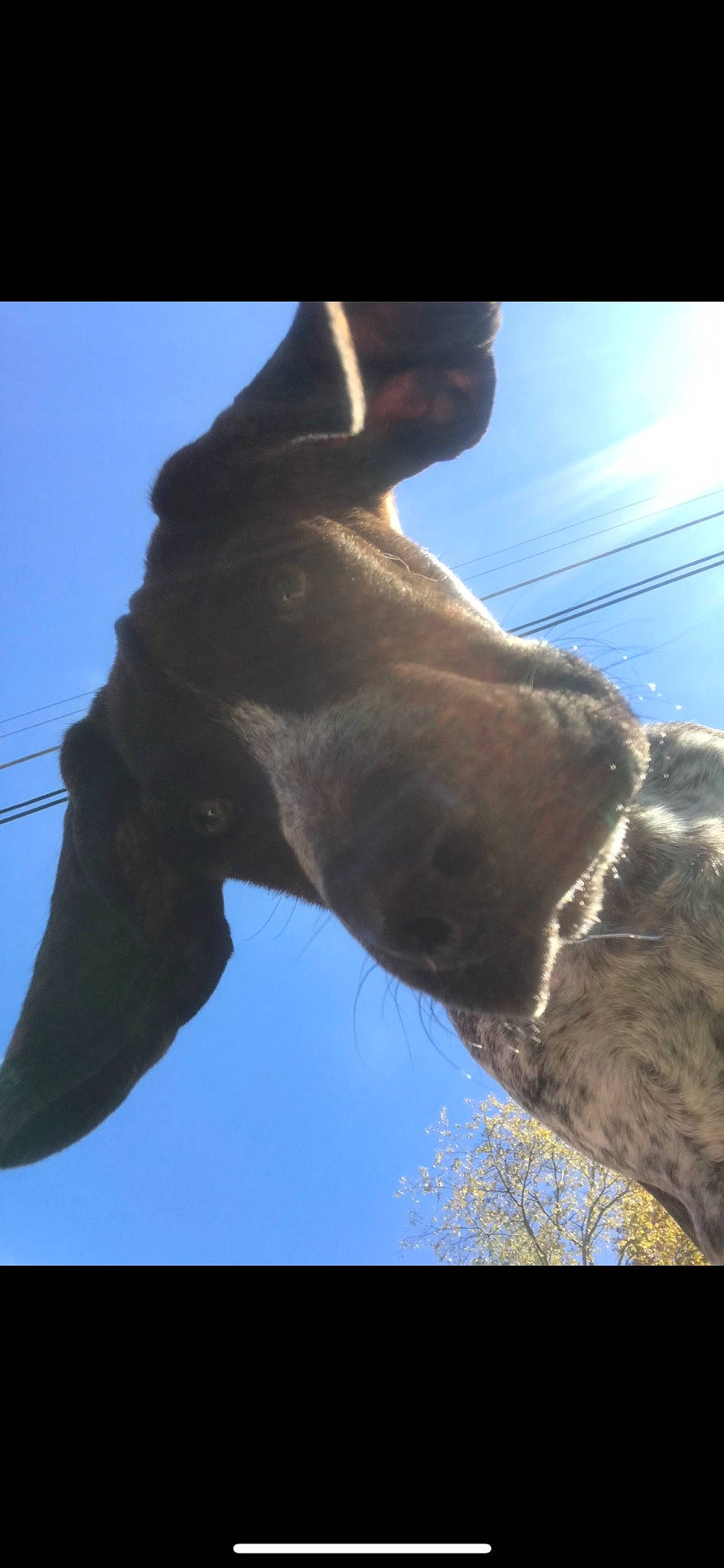 Khole joined the competition — help win amazing prizes! cloud, dog_breed, electric_blue, fawn, gesture, horse, human_leg, liver, livestock, pack_animal, pasture, plant, sky, snout, stallion, terrestrial_animal, twig, wildlife, working_animal