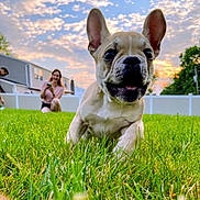 Winston joined the competition — help win amazing prizes! puppy, dog, grass, sunset, person, smiling, outdoor, yard, house, fence, playing, happy, canine, nature, pets, ears, running, blurred_background, greenery, sunlight