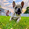 puppy, dog, grass, sunset, person, smiling, outdoor, yard, house, fence, playing, happy, canine, nature, pets, ears, running, blurred_background, greenery, sunlight