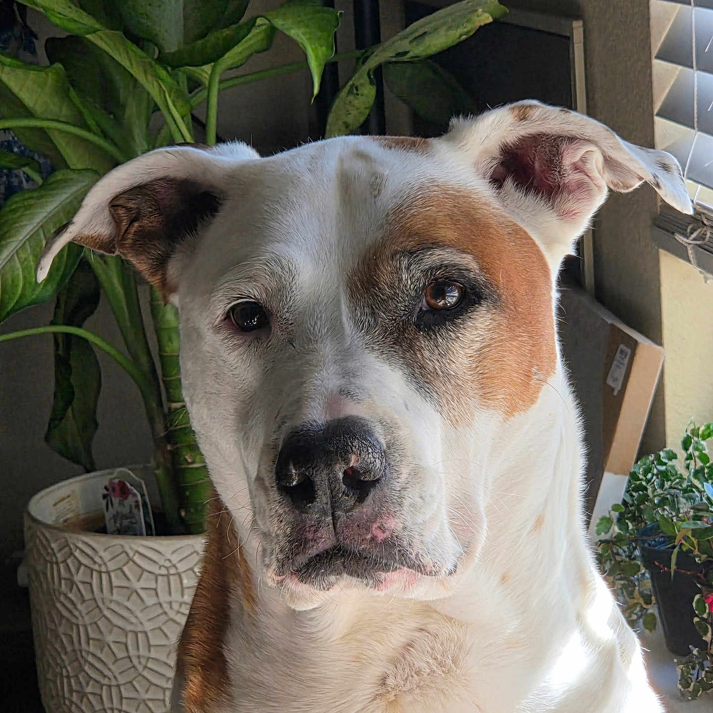 Molly Kate joined the competition — help win amazing prizes! brown_spot, canine, cardboard_box, close_up, dog, ears, expression, eyes, face, floor, houseplant, indoor, nose, pet, plant_pot, portrait, shadow, sunlight, white_fur, window_blinds