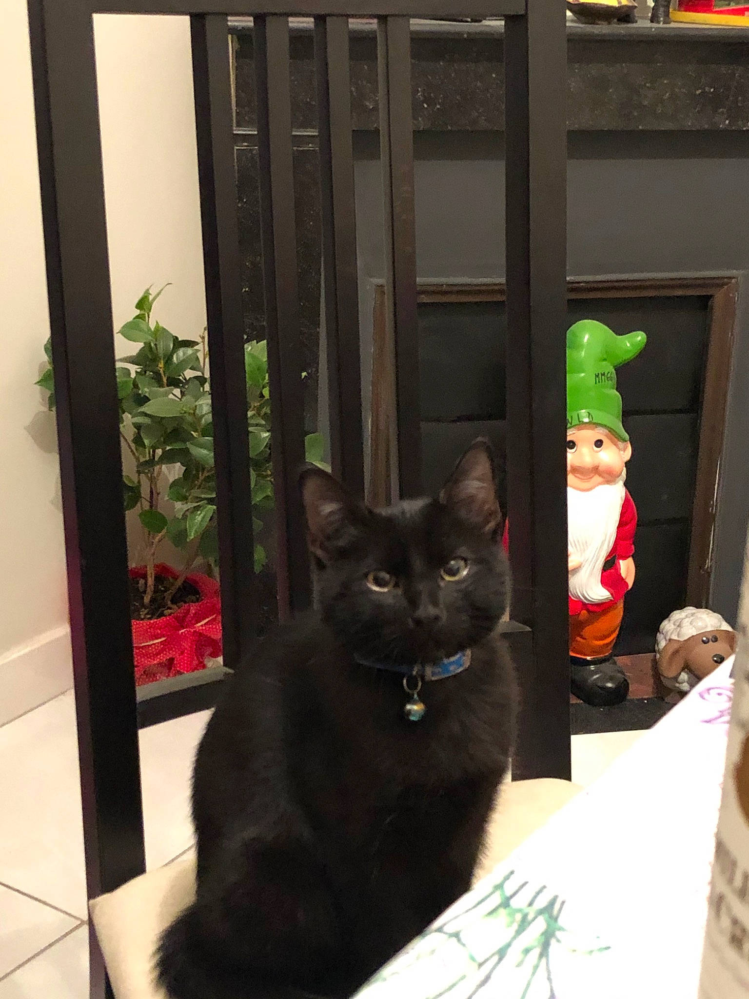 Mojo a rejoint le concours — aidez-le/la à gagner de superbes lots ! asian, black_cat, bombay, carnivore, cat, domestic_short_haired_cat, felidae, korat, plant, polydactyl_cat, small_to_medium_sized_cats, whiskers, window