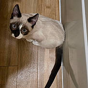 Sushi joined the competition — help win amazing prizes! animal, blue_eyes, cat, companion, curious, cute, domestic_cat, ears, feline, flooring, fur, indoor, looking_up, pet, shadow, siamese, tail, whiskers, white_wall, wooden_floor