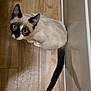 animal, blue_eyes, cat, companion, curious, cute, domestic_cat, ears, feline, flooring, fur, indoor, looking_up, pet, shadow, siamese, tail, whiskers, white_wall, wooden_floor
