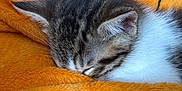 Sky a rejoint le concours — aidez-le/la à gagner de superbes lots ! kitten, cat, sleeping, tabby, fur, whiskers, ear, close_up, cozy, blanket, orange, soft, pet, animal, cute, resting, nap, domestic_cat, feline, warm