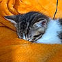 kitten, cat, sleeping, tabby, fur, whiskers, ear, close_up, cozy, blanket, orange, soft, pet, animal, cute, resting, nap, domestic_cat, feline, warm