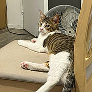 Sky participe au concours pour gagner de l'argent avec cette photo : cat, tabby_cat, chair, cushion, indoor, fan, door, wooden_furniture, floor, pet, animal, relaxed, pink_paw_pads, stretching, striped, white_fur, brown_fur, tail, looking, home