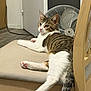 cat, tabby_cat, chair, cushion, indoor, fan, door, wooden_furniture, floor, pet, animal, relaxed, pink_paw_pads, stretching, striped, white_fur, brown_fur, tail, looking, home