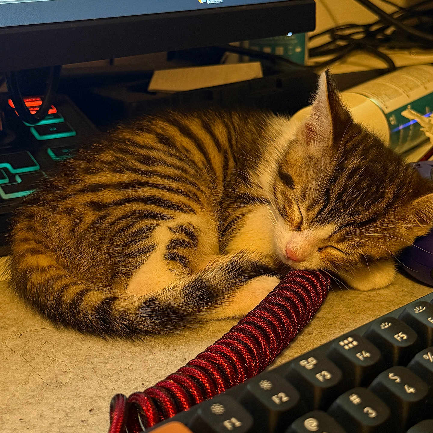 Sky participe au concours pour gagner de l'argent avec cette photo : black, cable, cat, closeup, coiled_cable, computer, cute, desk, electronics, feline, indoor, keyboard, kitten, monitor, orange, pet, resting, sleeping, tabby, white