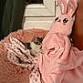 Sky participe au concours pour gagner de l'argent avec cette photo : kitten, sleeping, plush_toy, pink, fluffy, bed, carrot_pattern, bunny, stuffed_animal, window, curtain, indoor, cute, soft_texture, resting, animal, pet, cozy, relaxing, home