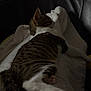 Sky participe au concours pour gagner de l'argent avec cette photo : cat, tabby, sleeping, blanket, chair, furniture, indoor, pet, cozy, relaxing, fur, whiskers, paw, domestic_animal, resting, mammal, animal, soft, comfort, leather