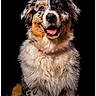 dog, puppy, australian_shepherd, tricolor, fluffy, long_hair, portrait, close_up, sitting, happy, smiling, tongue, black_background, studio_lighting, pet, animal, brown, white, black, watermark