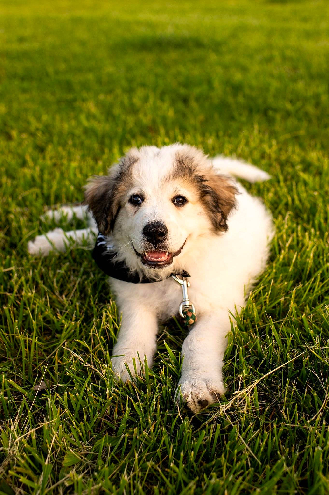 Ash is registered to the contest to win money with this photo: carnivore, companion_dog, dog, dog_breed, fur, grass, grassland, groundcover, happy, herbaceous_plant, lawn, plant, terrestrial_animal, watch, working_dog