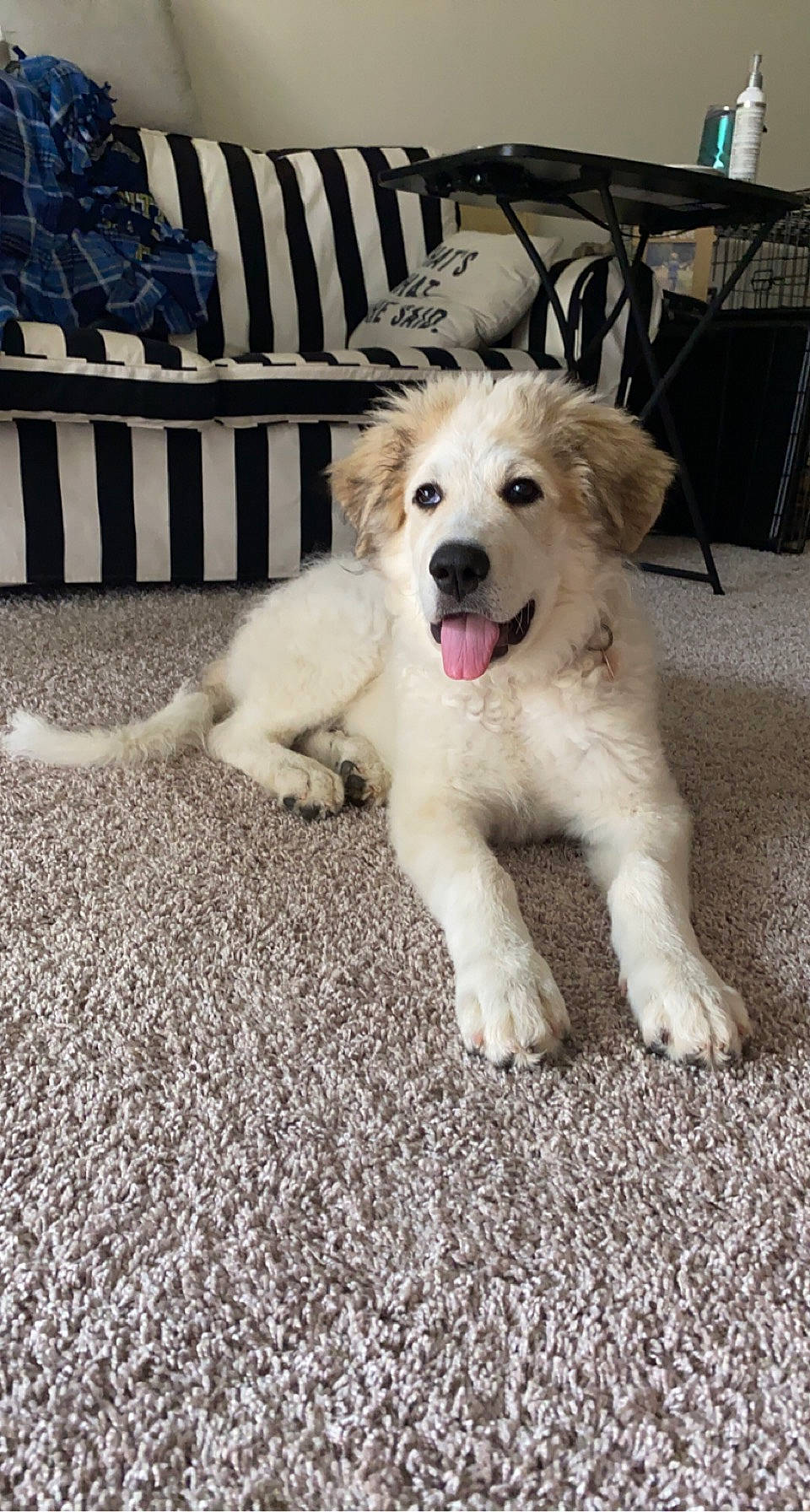 Ash joined the competition — help win amazing prizes! canidae, carnivore, chair, companion_dog, dog, dog_breed, fang, fawn, fur, great_pyrenees, livestock_guardian_dog, outdoor_furniture, plant, shout, snout, sporting_group, street_dog, tree, windsor_chair, working_dog