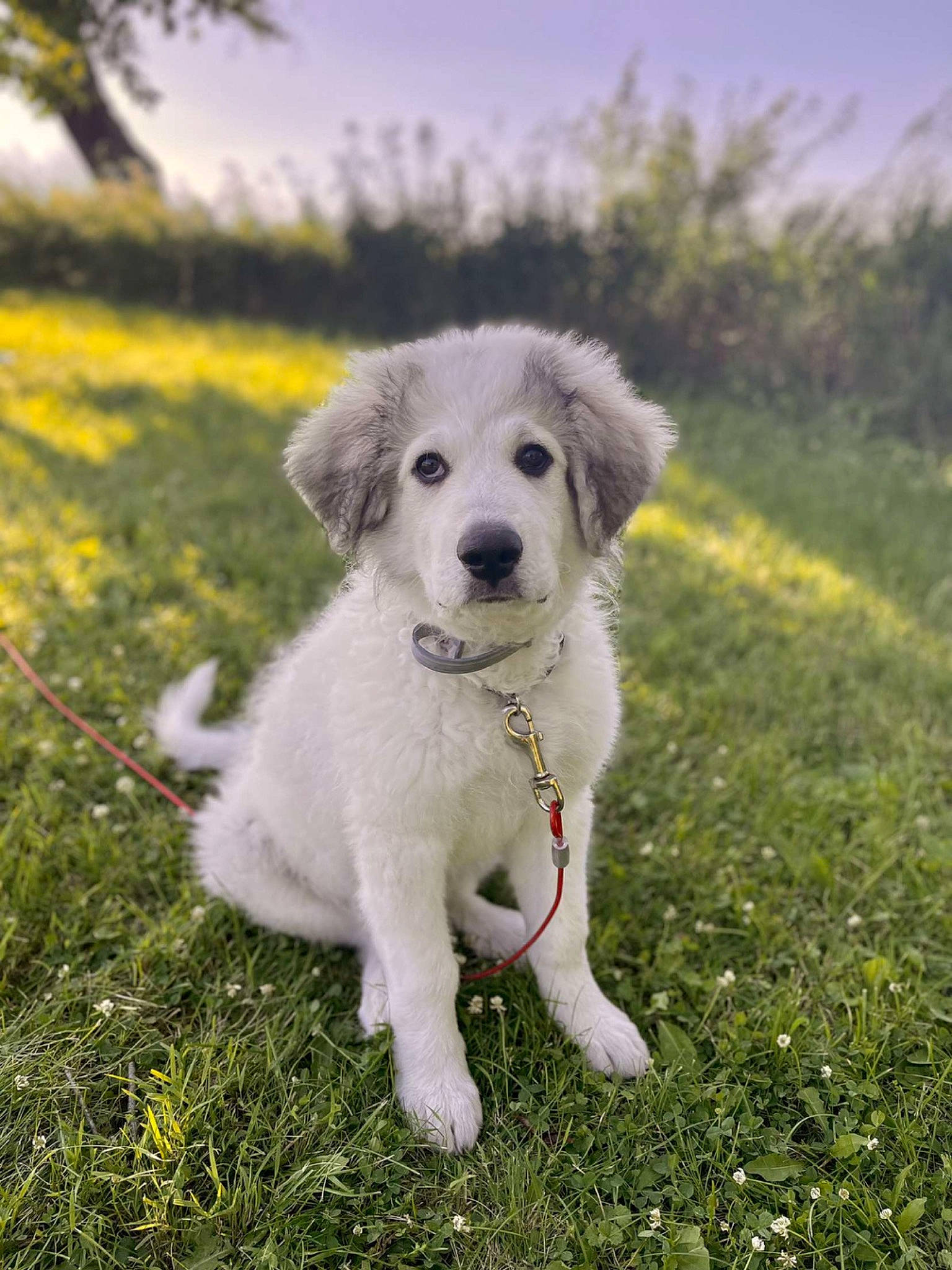 Ash joined the competition — help win amazing prizes! carnivore, cloud, companion_dog, dog, dog_breed, fawn, grass, grassland, landscape, non_sporting_group, plant, sky, sporting_group, tail, terrestrial_animal, tree, working_animal, working_dog