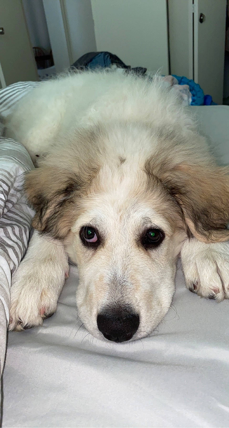 Ash joined the competition — help win amazing prizes! canidae, carnivore, companion_dog, dog, dog_breed, fur, great_pyrenees, kuvasz, livestock_guardian_dog, maremma_sheepdog, pet_supply, puppy, snout, sporting_group, terrestrial_animal, whiskers, working_animal, working_dog