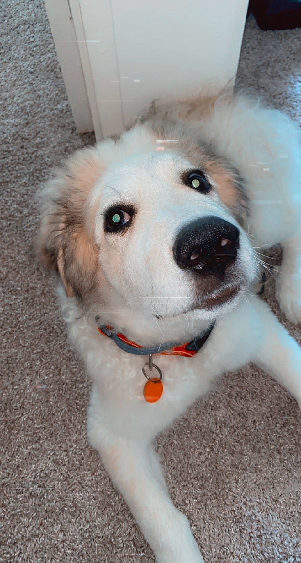 Ash is registered to the contest to win money with this photo: cabinetry, canidae, carnivore, collar, companion_dog, dog, dog_breed, dog_collar, fawn, fur, livestock_guardian_dog, plant, polish_tatra_sheepdog, snout, sporting_group, whiskers, working_animal, working_dog