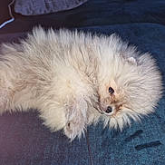 Daicy a rejoint le concours — aidez-le/la à gagner de superbes lots ! animal, closeup, couch, cream_fur, cute, dog, eye, fluffy, indoor, long_hair, lying_down, nose, pet, portrait, puppy, relaxed, sleeping, small_dog, sofa, white_fur
