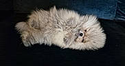 Daicy a rejoint le concours — aidez-le/la à gagner de superbes lots ! cat, couch, cream_colored, cute, dark_background, eyes, fluffy, fur, indoors, kitten, long_hair, lying_down, paws, pet, playful, portrait, relaxed, sleepy, upside_down, whiskers