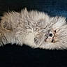 cat, couch, cream_colored, cute, dark_background, eyes, fluffy, fur, indoors, kitten, long_hair, lying_down, paws, pet, playful, portrait, relaxed, sleepy, upside_down, whiskers