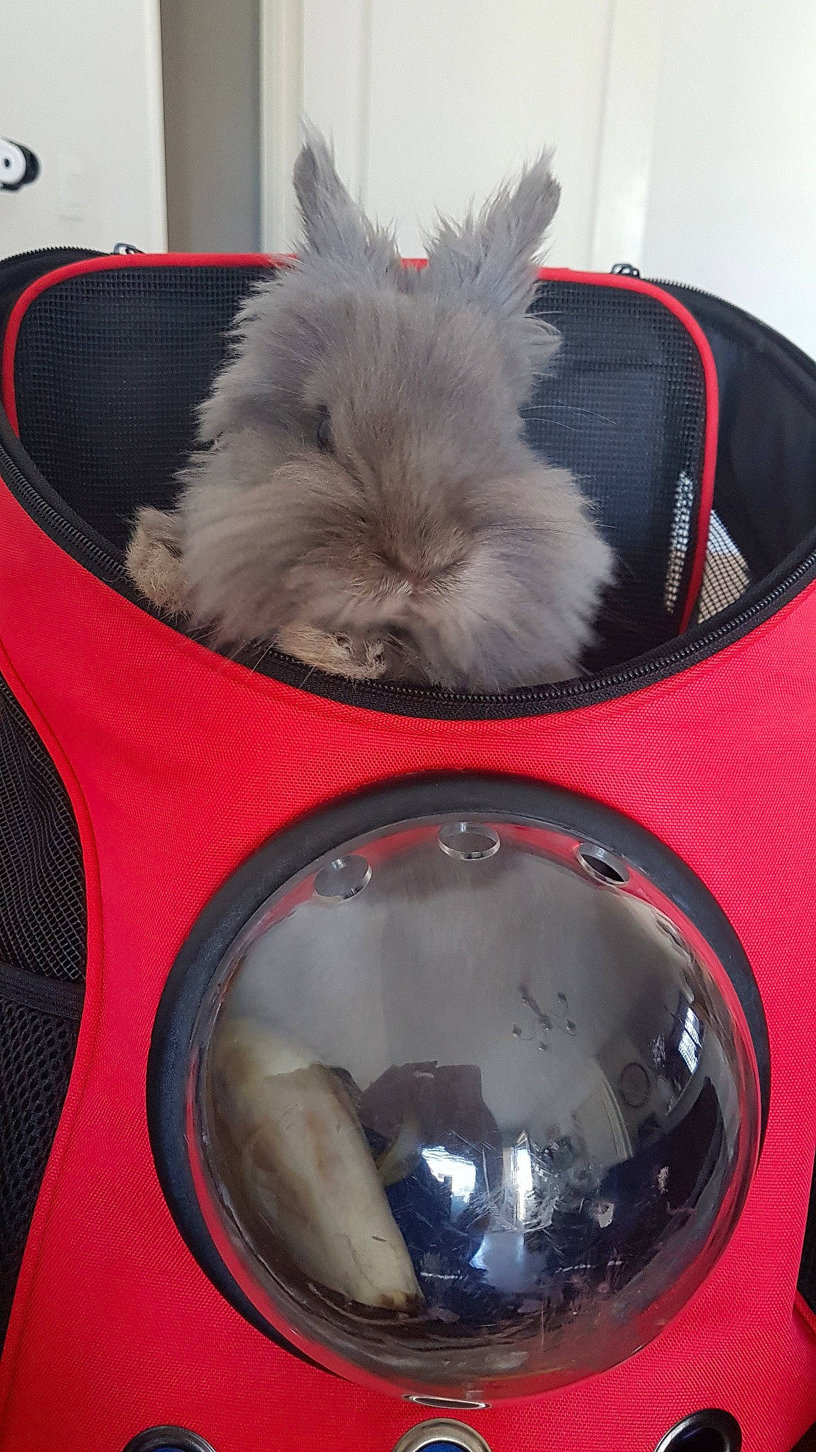 Chouchoute participe au concours pour gagner de l'argent avec cette photo : angora_rabbit, domestic_rabbit, rabbit, rabbits_and_hares