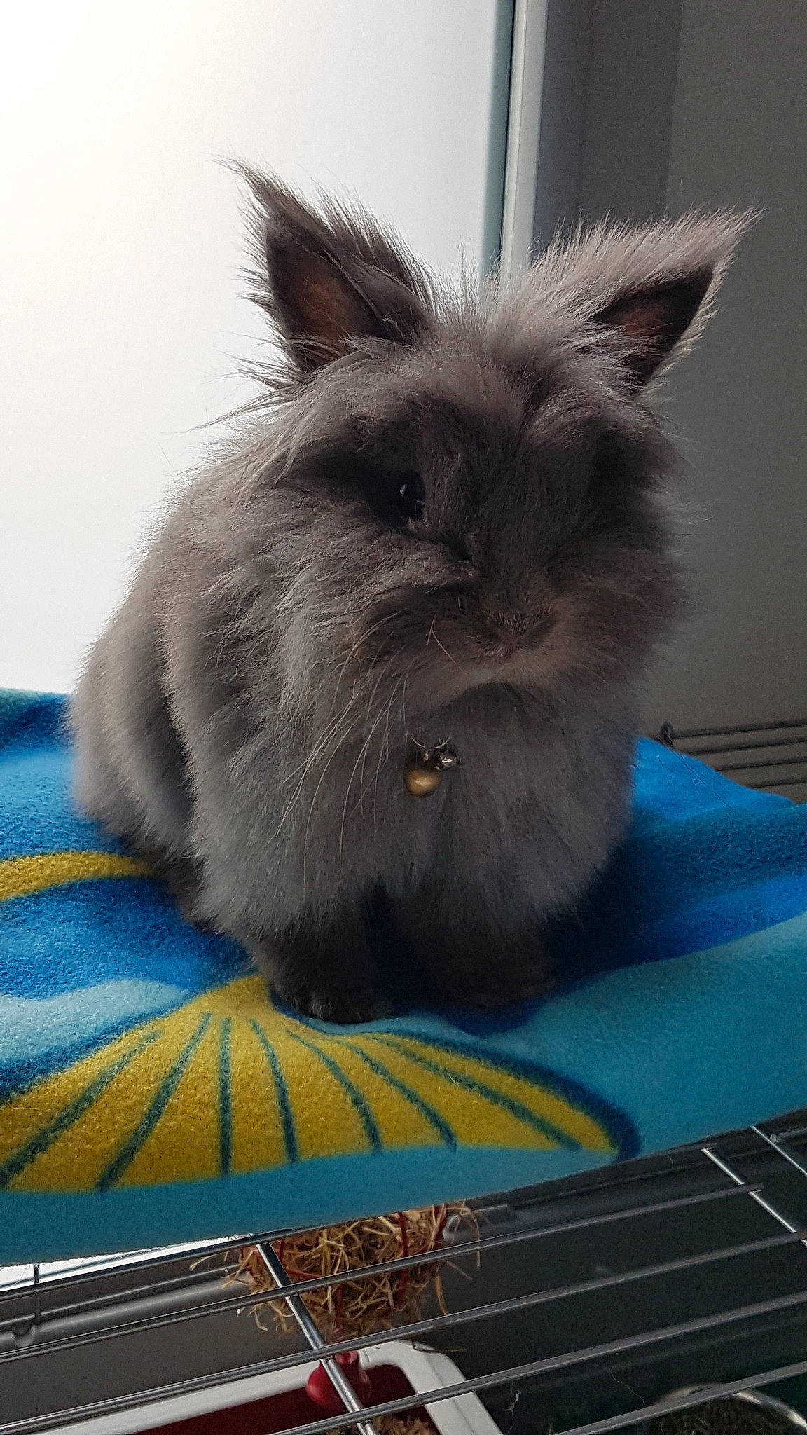 Chouchoute a rejoint le concours — aidez-le/la à gagner de superbes lots ! angora_rabbit, cat, domestic_rabbit, felidae, mammal, rabbit, rabbits_and_hares, small_to_medium_sized_cats, snout, vertebrate, whiskers