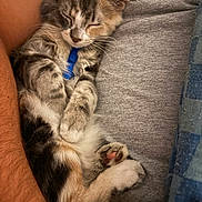 Moose is registered to the contest to win money with this photo: arms, blanket, blue_harness, calico, cat, cozy, cuddling, ears, fluffy, fur, gray_shirt, indoors, kitten, long_hair, paw, person, pet, portrait, sleeping, whiskers